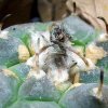 Turbinicarpus_ jauernigii_ 02